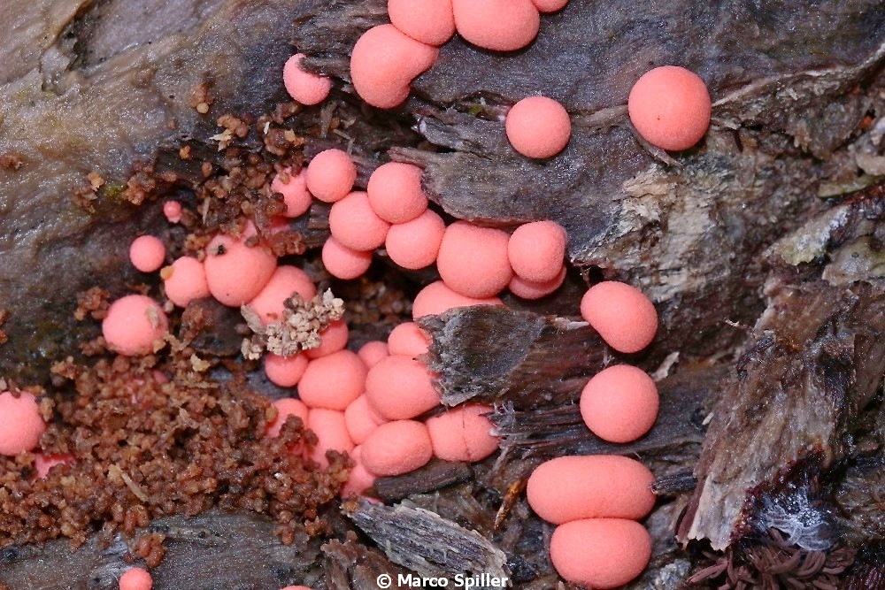 Lycogala epidendrum